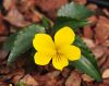 Show product details for Viola brevistipulata hidakana